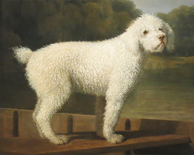 washington dc national gallery art white poodle in a punt